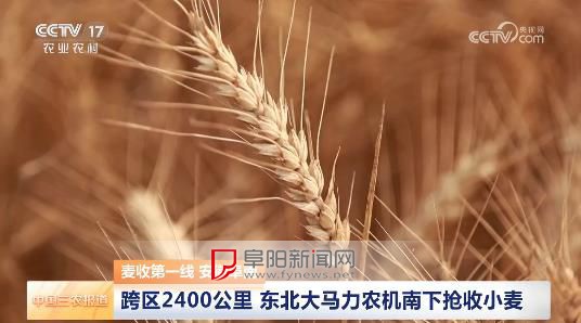 麦收第一线 安徽阜南 跨区2400公里 东北大马力农机南下抢收小麦