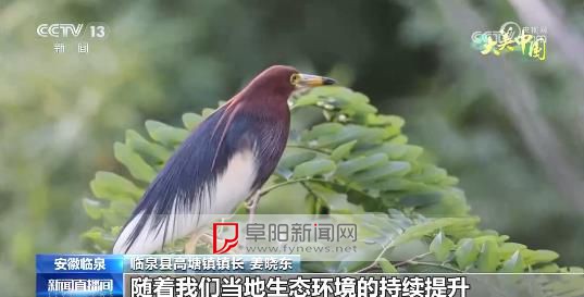 大美中国 安徽临泉 鹭影翩跹栖碧树 洲头叠翠鸟乐园